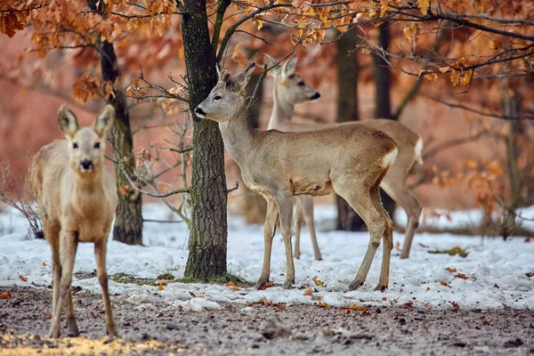 Група Диких Оленів Capreolus Capreolus Дубовому Лісі Місці Годування — стокове фото