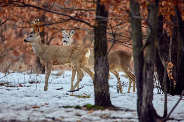 Μικρή Ομάδα Αυγοτάραχο Ελάφια Capreolus Capreolus Δάσος Τις Βελανιδιές Στο — Φωτογραφία Αρχείου