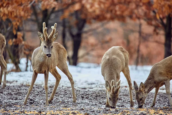 Nahaufnahme Von Rehwild Capreolus Capreolus Das Futterplatz Eichenwald Ankommt — Stockfoto