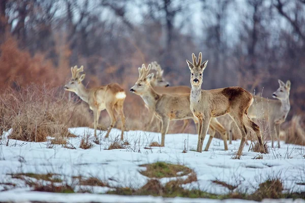 若い卵鹿 Capreolus Capreolus でオーク フォレストの餌でスポットの家族 — ストック写真