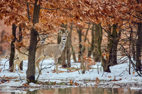 Piccolo Gruppo Caprioli Capreolus Capreolus Che Mangiano Nella Foresta Querce — Foto Stock