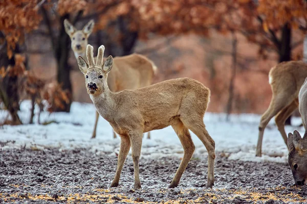 Wild Roe Deers Capreolus Capreolus Eating Tasty Meal Oak Forest — Stock Photo, Image