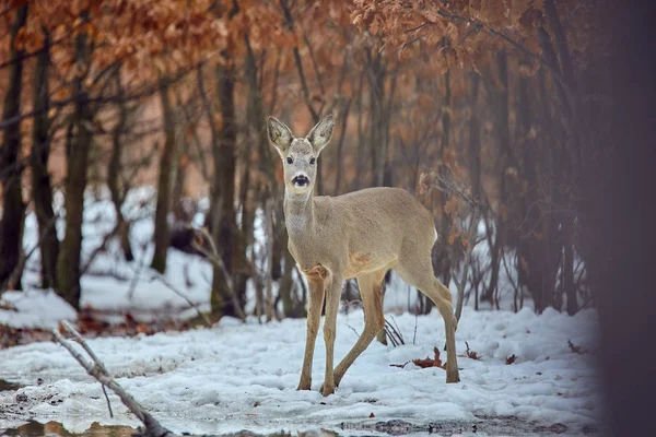 Rehe Capreolus Capreolus Eichenwald Der Futterstelle — Stockfoto