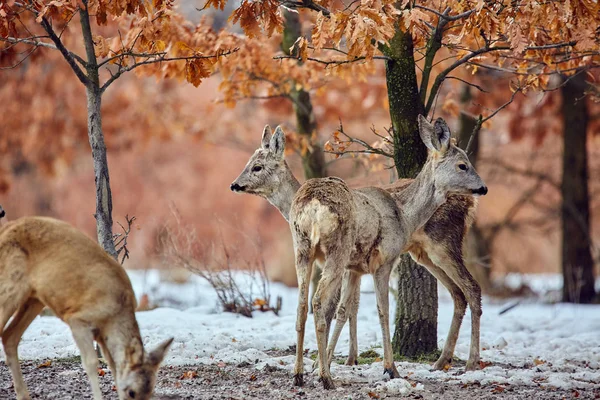 Geyikler Karaca Capreolus Capreolus Küçük Grup Meşe Ormanında Yer Besleme — Stok fotoğraf