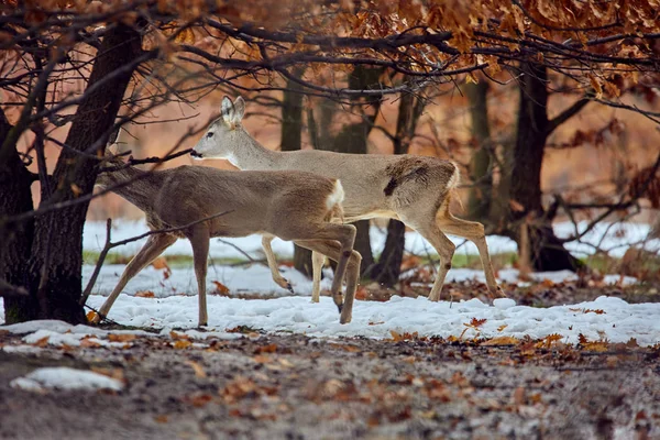 Small Group Roe Deers Capreolus Capreolus Oak Forest Feeding Spot — Stock Photo, Image