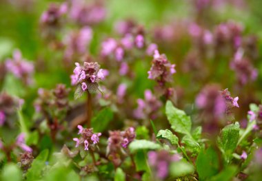 Ölü ısırgan yaprakları ve çiçekleri ile arka plan bulanık yakın çekim