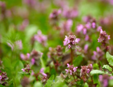 Ölü ısırgan yaprakları ve çiçekleri ile arka plan bulanık yakın çekim