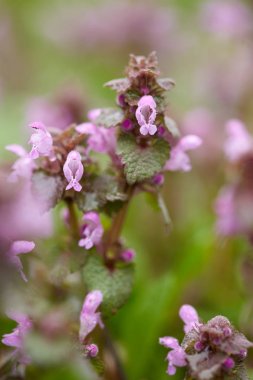 Ölü ısırgan yaprakları ve çiçekleri ile arka plan bulanık yakın çekim