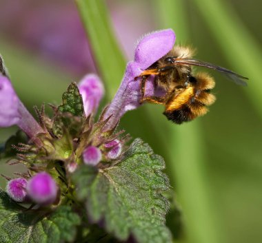 Makro closeup arka plan bulanık küçük mor çiçek pollinating arı