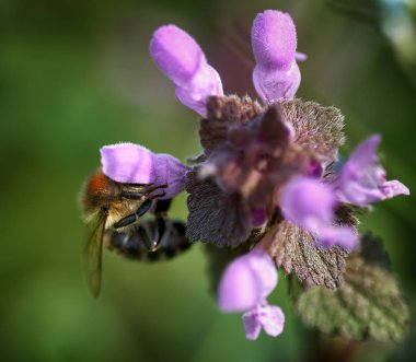 Makro görünümü küçük mor çiçek pollinating arı