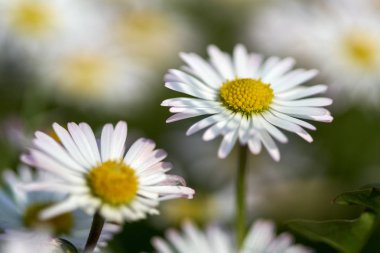 Seçici odak dağ papatya çiçek