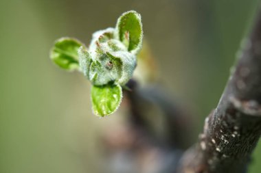 Elma ağacı çiçek tomurcukları ayrıntı görünümü dal