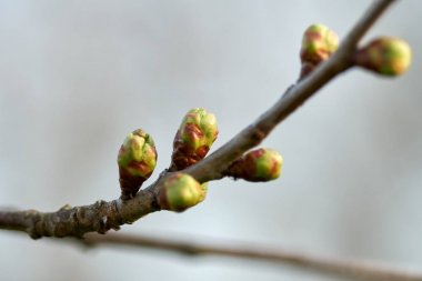 Closeup of apple tree flower buds on branch on light blurred background clipart