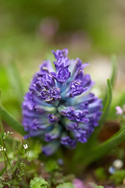 Primer Plano Flores Jacinto Azul Perfumadas Aire Libre Luz Del — Foto de Stock