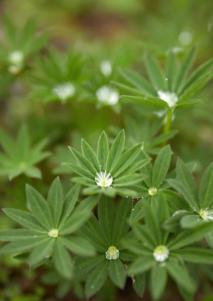 Primer Plano Plantas Decorativas Con Gotitas Agua — Foto de Stock