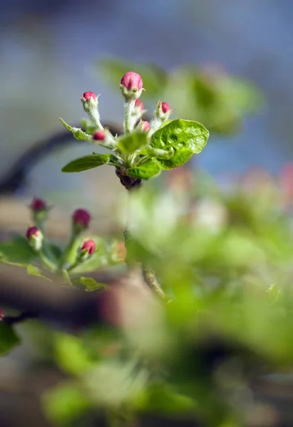Fechar Botões Flor Rosa Árvore Maçã Ramo Jardim — Fotografia de Stock