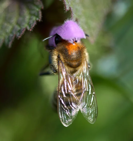 背景をぼかした写真の小さな紫色の花を受粉蜂のマクロのクローズ アップ — ストック写真