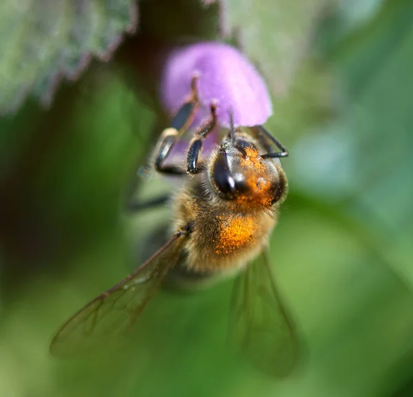 Makro Detailní Včela Opyluje Malé Fialový Květ Rozostřeného Pozadí — Stock fotografie