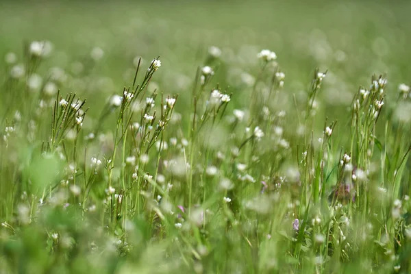 Nahaufnahme Von Kleinen Wildblumen Auf Dem Feld — Stockfoto