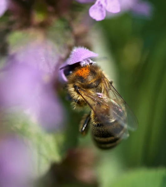 Macro Primo Piano Ape Impollinazione Piccolo Fiore Viola Sfondo Sfocato — Foto Stock