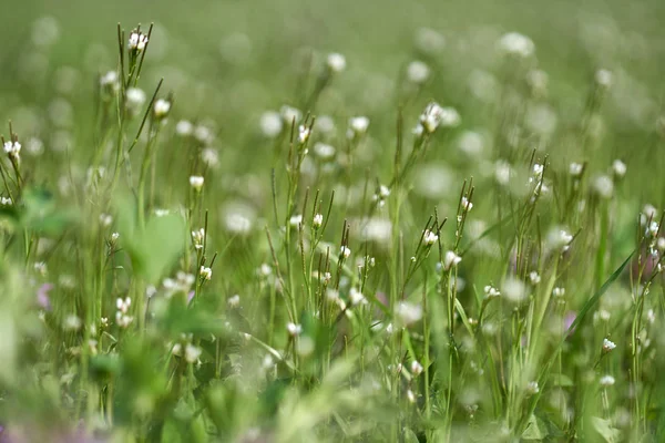 Closeup Των Μικρών Άγριων Λουλουδιών Πεδίο — Φωτογραφία Αρχείου