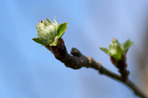 青い空を背景に枝にリンゴの木の花芽のクローズ アップ — ストック写真