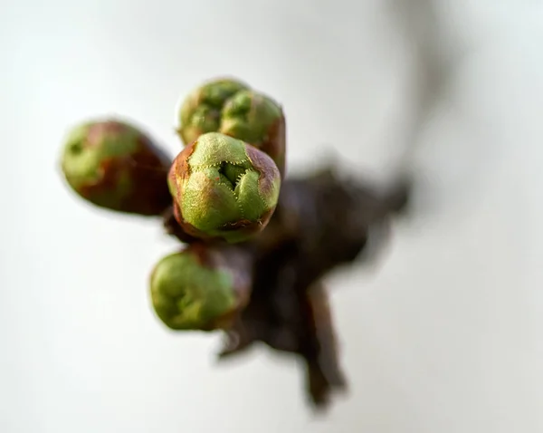 Polárszűrő Apple Tree Bimbó Ágon Fény Elmosódott Háttér — Stock Fotó