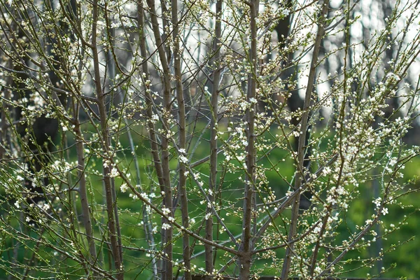 Cherry Tree Blooming Flowers Blurred Background — Stock Photo, Image