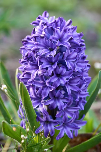 Close Flores Jacinto Azul Perfumadas Livre Luz Solar — Fotografia de Stock