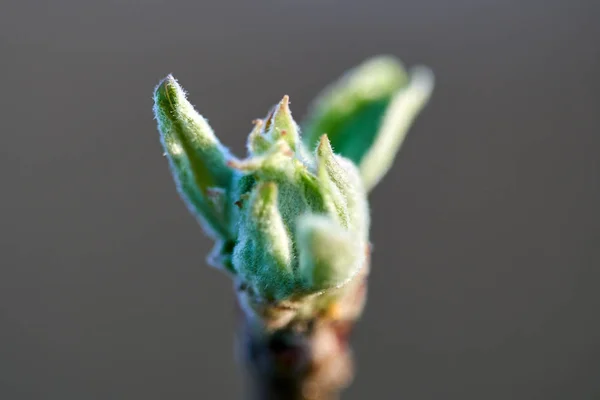 Detail View Apple Tree Flower Buds Branch — Stock Photo, Image