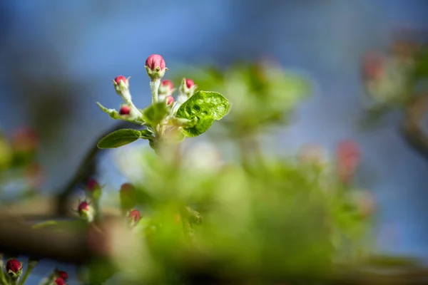 Крупним Планом Яблуні Квіткові Бруньки Гілці — стокове фото