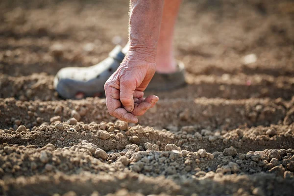 Vecchio Contadino Mano Piantare Semi Aglio Giardino — Foto Stock