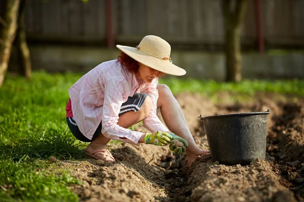 Erwachsene Frau Mit Mütze Und Handschuhen Beim Kartoffelanpflanzen Eimer Mit — Stockfoto