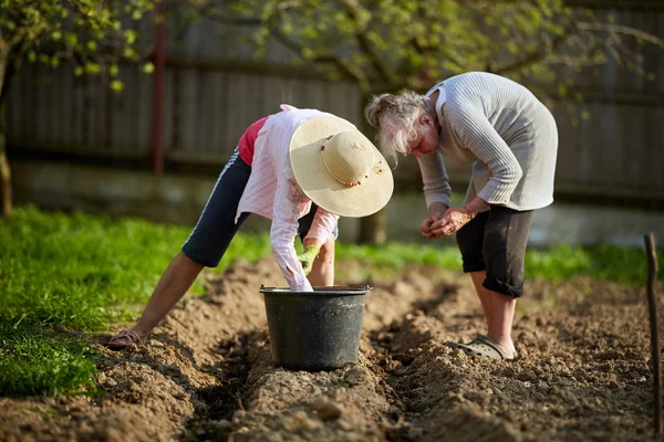 Δύο Γυναίκες Φυτεύοντας Πατάτες Στον Κήπο Την Άνοιξη — Φωτογραφία Αρχείου