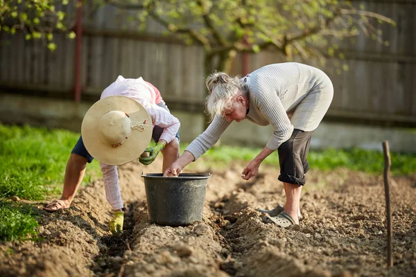 Två Kvinnor Plantera Potatis Vårträdgård — Stockfoto