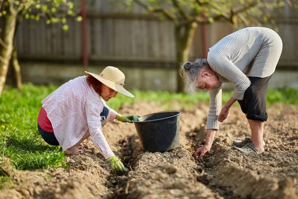 Mãe Filha Agricultores Plantando Batatas Jardim Comprimento Total — Fotografia de Stock