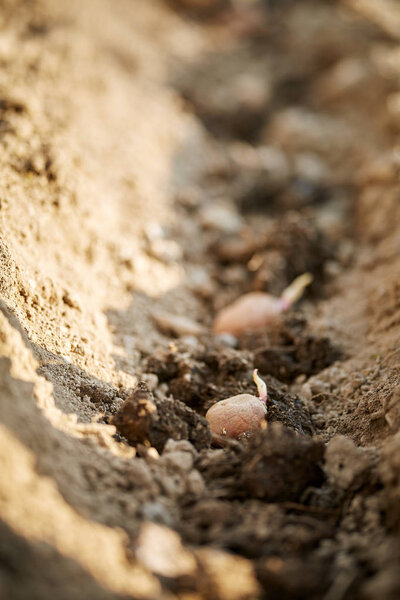 Potato seed tubers on ground, freshly planted, close up