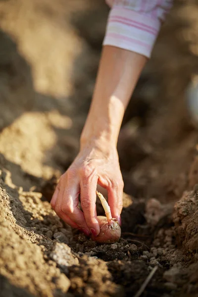 Kvinnlig Hand Plantering Utsäde Potatisknölar Trädgården — Stockfoto