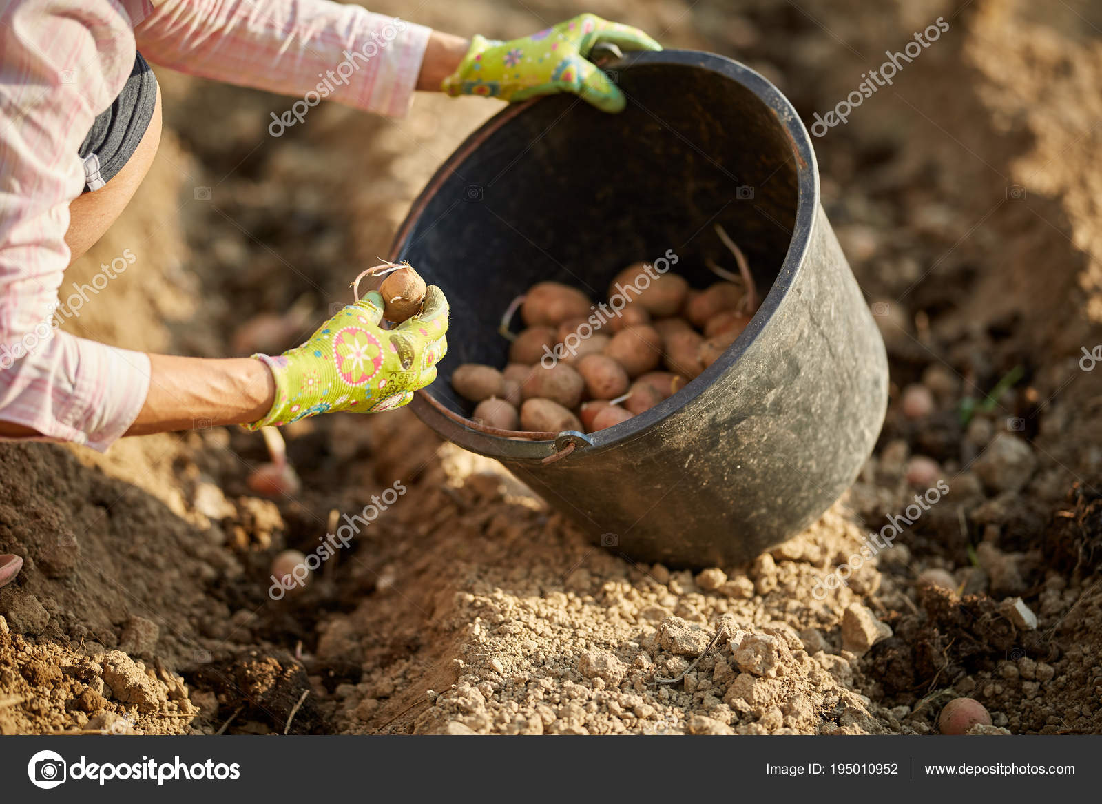 Где посадить картошку