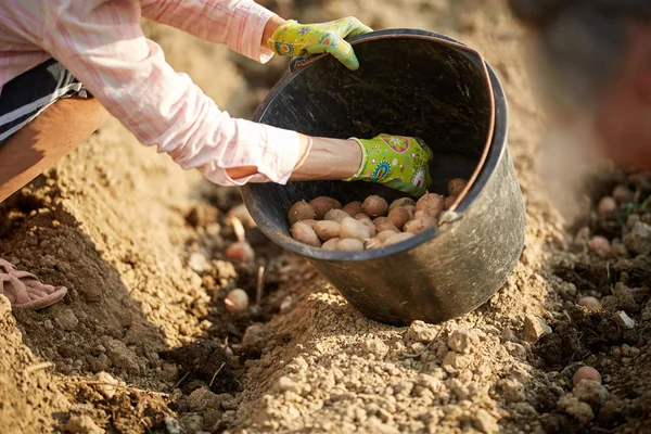 女性手植えジャガイモ種イモの庭 — ストック写真