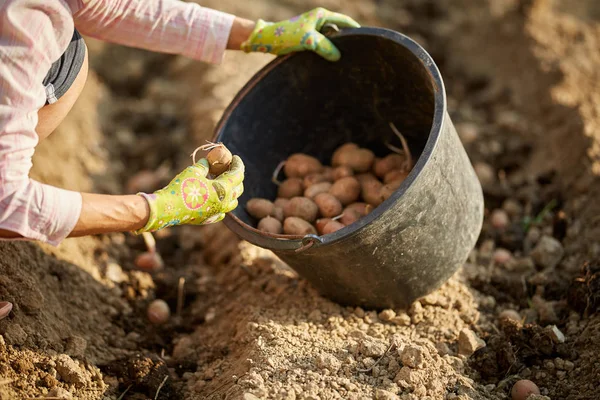 Mâini Sex Feminin Plantarea Tuberculi Semințe Cartofi Grădină — Fotografie, imagine de stoc