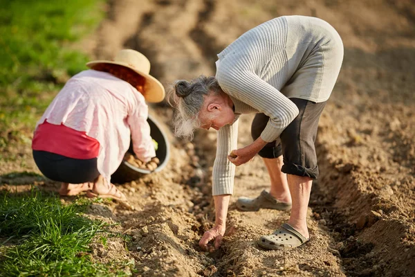 Madre Hija Agricultoras Plantando Papas Jardín —  Fotos de Stock