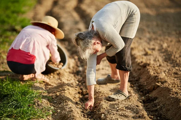 Madre Hija Agricultoras Plantando Papas Jardín —  Fotos de Stock