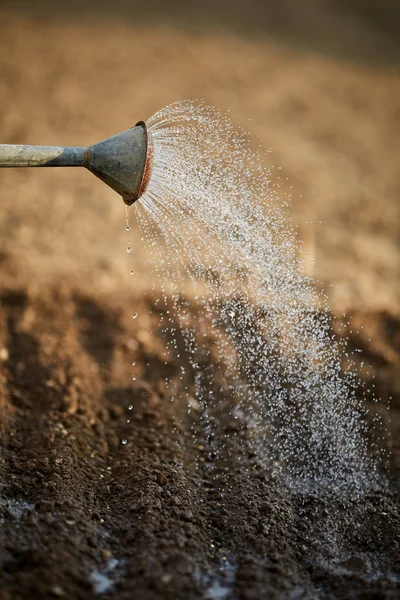 Water Can Sprinkler Watering Freshly Sown Ground — Stock Photo, Image