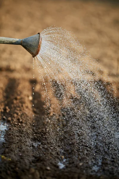 Wasserkanne Mit Sprinkler Gießt Frisch Gesäten Boden — Stockfoto