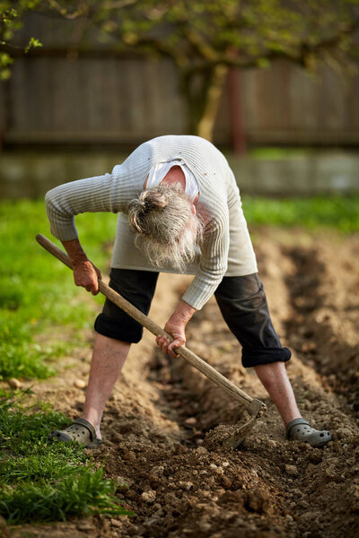 Old woman farmer planting potatoes in her garden