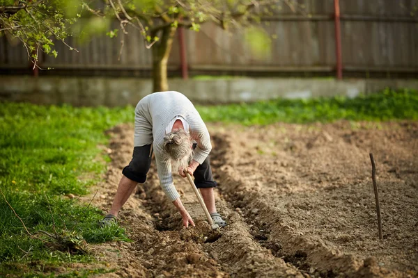 Oude Vrouw Boer Aardappelen Planten Haar Tuin — Stockfoto