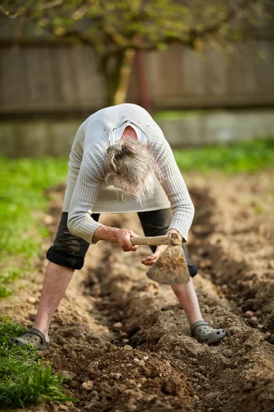 Gammal Kvinna Bonden Plantera Potatis Hennes Trädgård — Stockfoto