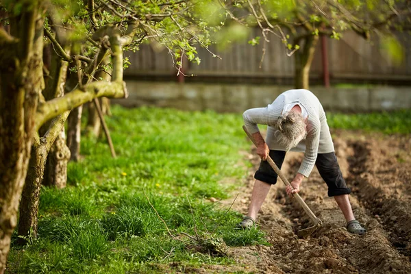 Yaşlı Kadın Çiftçi Onu Bahçede Patates Dikim — Stok fotoğraf