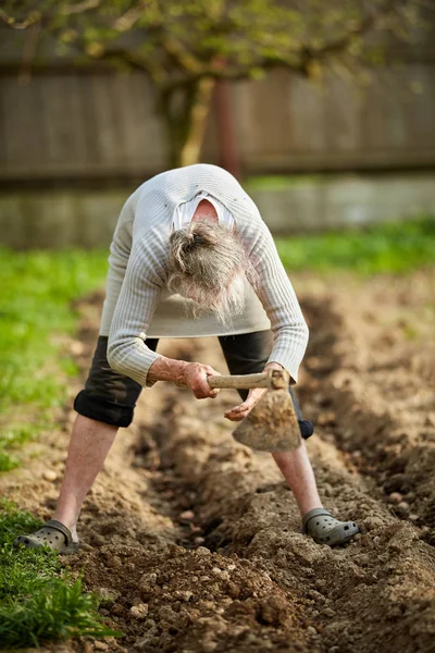 Mulher Velha Agricultor Plantando Batatas Seu Jardim — Fotografia de Stock